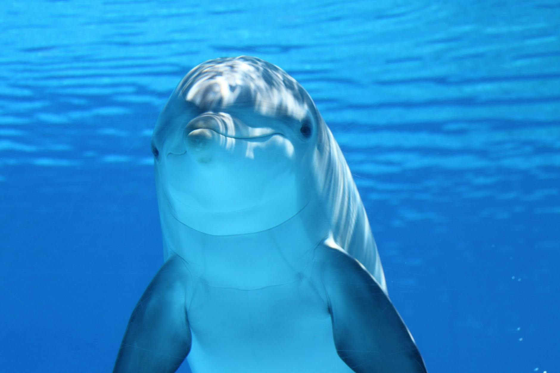 Just a cute dolphin doing its thing.